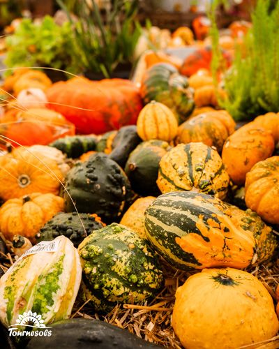 Potirons et coloquintes de diverses couleurs dans une scène automnale.